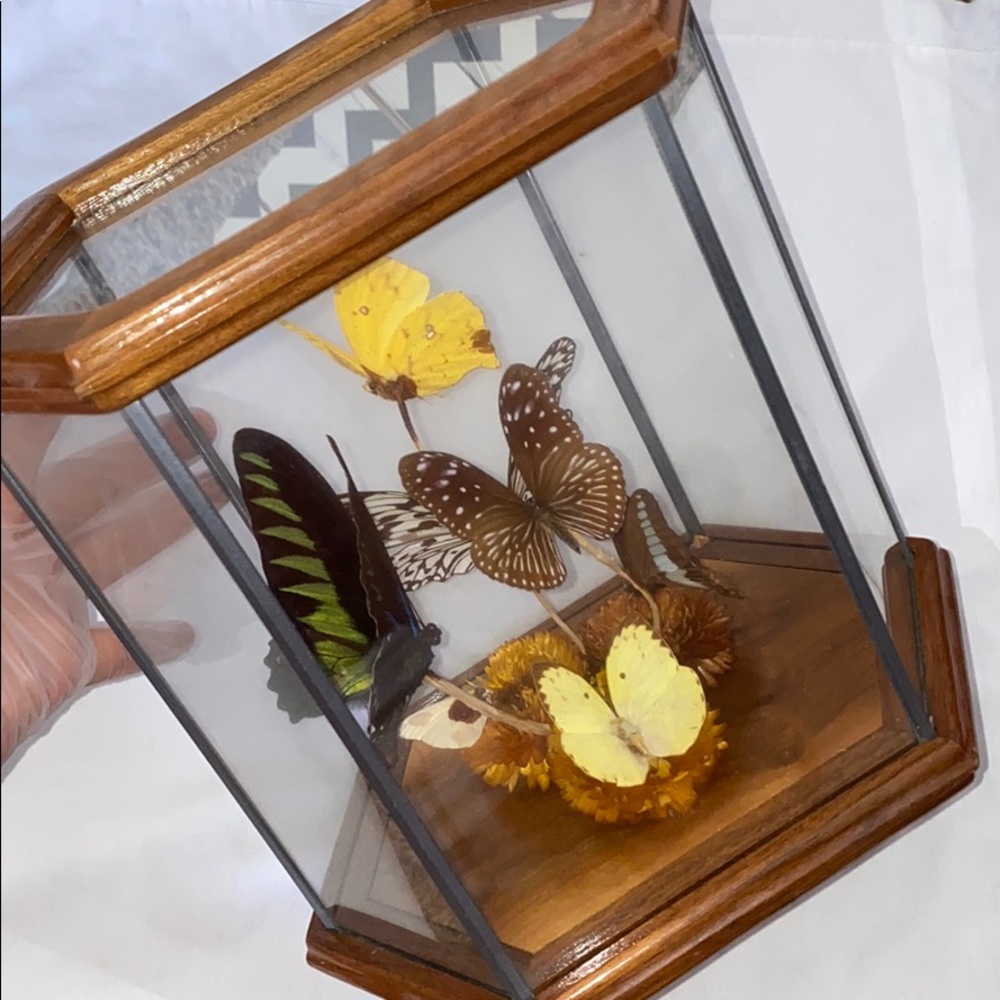 butterfly box
